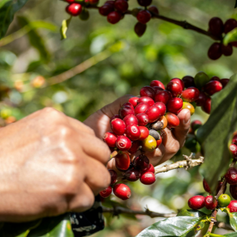 Cafés biologiques Ma Caféine