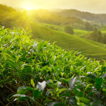 Tous les thés Ma Caféine