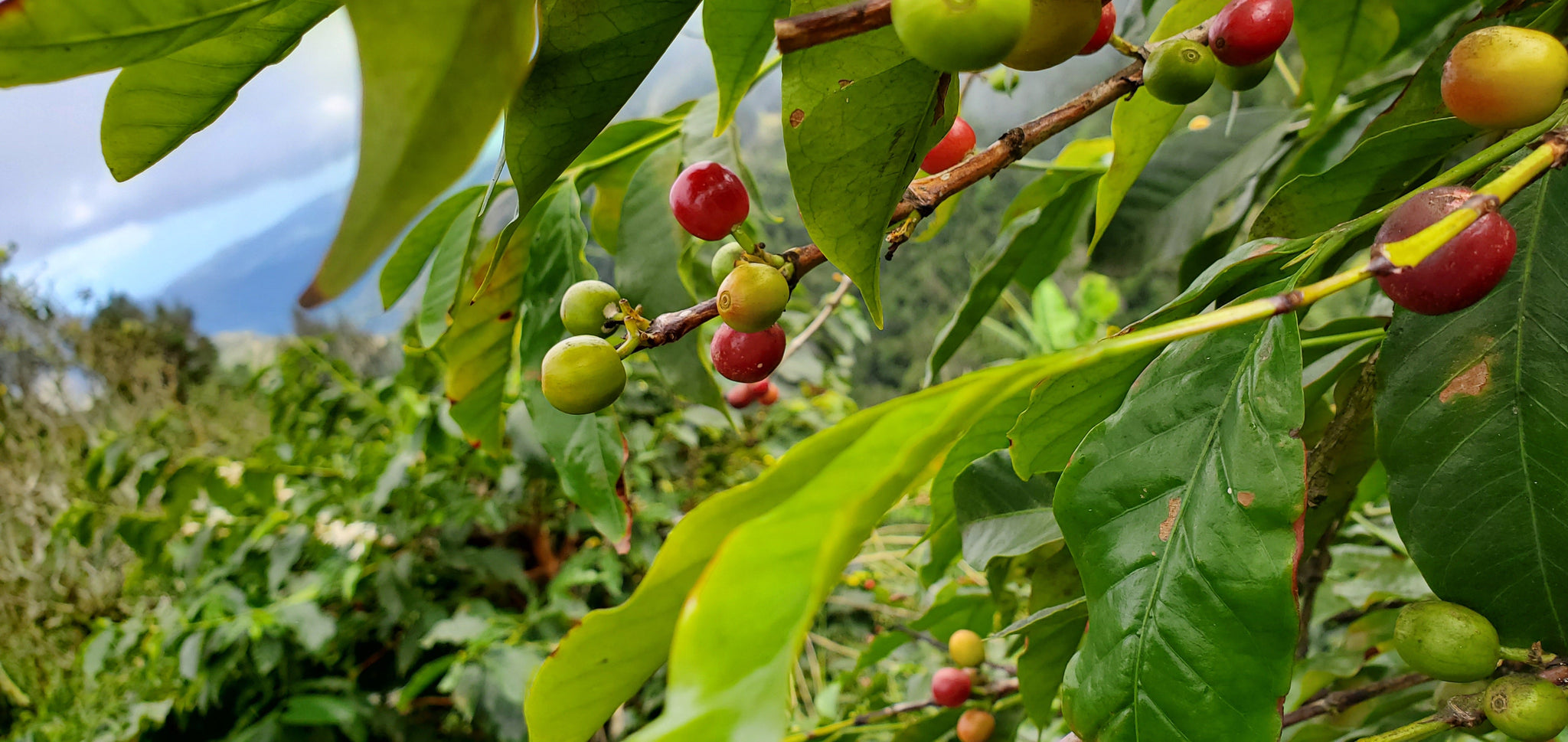 Caféier, arbre fruitier !