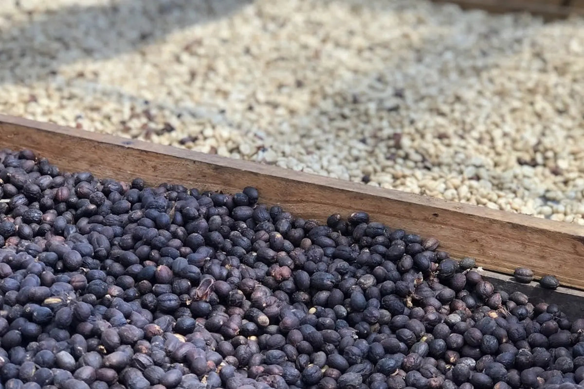 Les-différents-procédés-de-séchage-du-café Ma Caféine