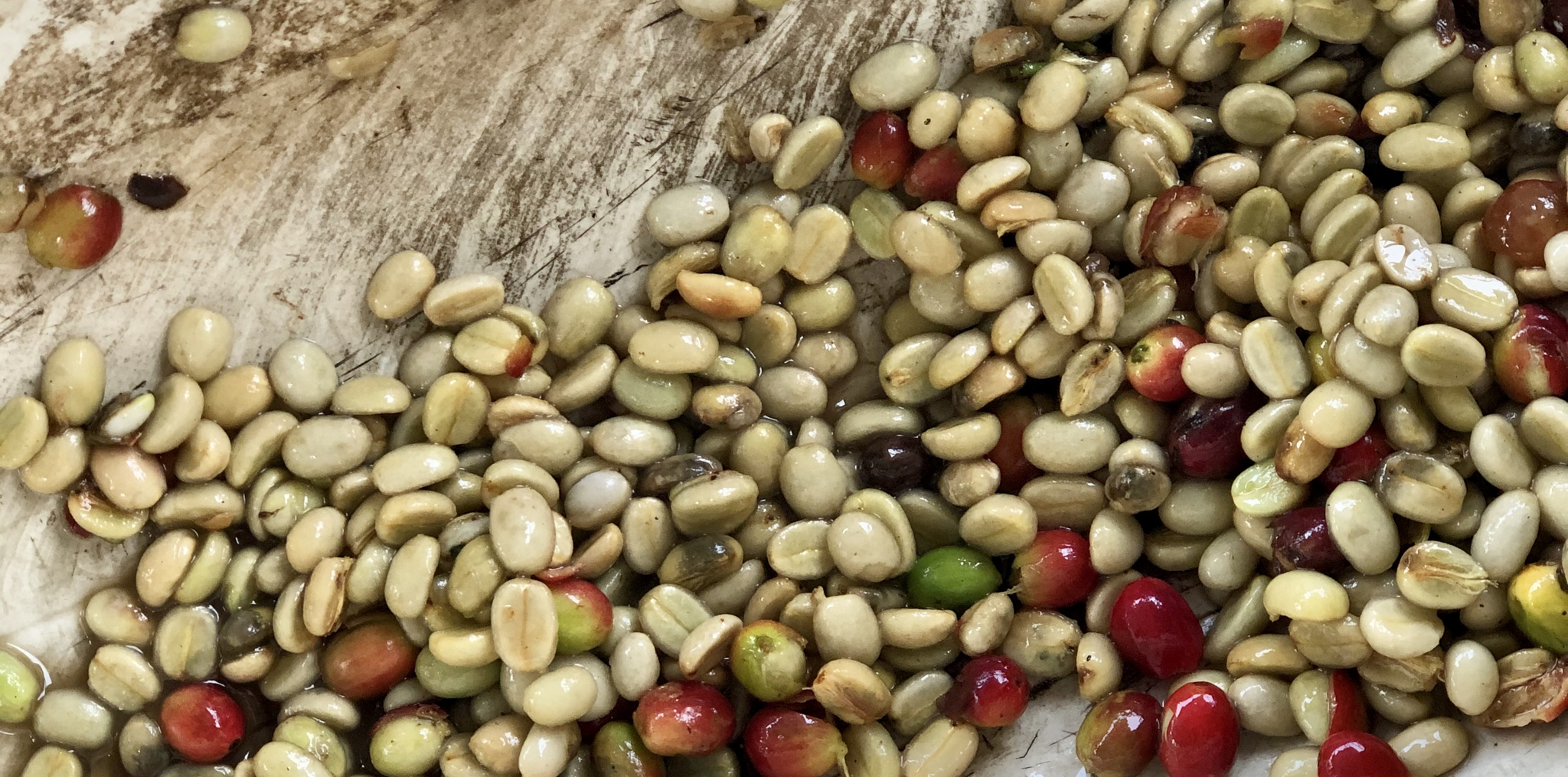 Lavage des grains de café