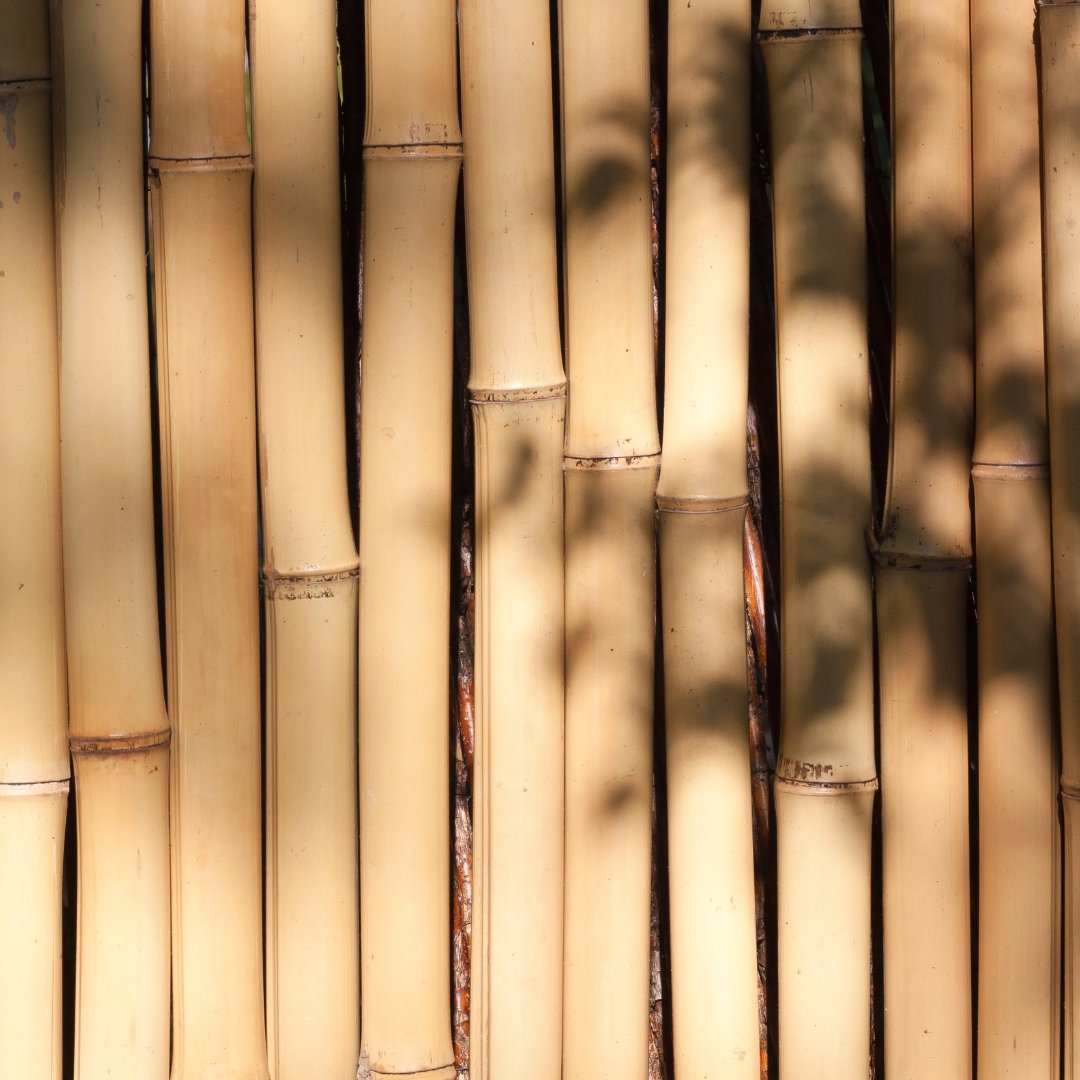 collection Tasses et accessoires en bambou