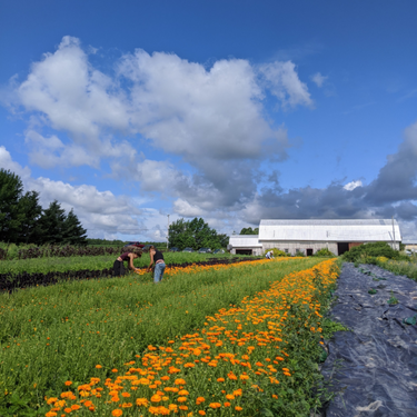 Camellia Sinensis Tisane La Belle Humeur