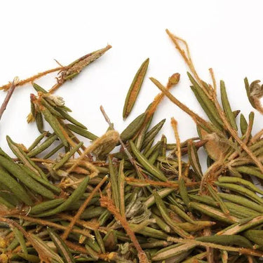 Camellia Sinensis | Thé du Labrador Camellia Sinensis