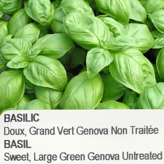 Basil Grand Vert Genova untreated - bag of 100 seeds